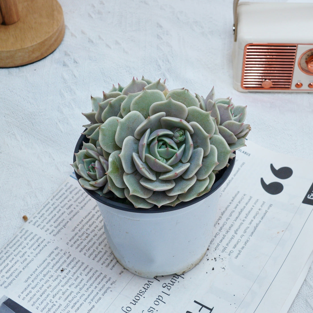 5'' Echeveria Lola, Rare Live Succulent Plants