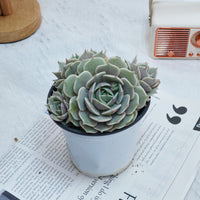 5'' Echeveria Lola, Rare Live Succulent Plants