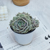 5'' Echeveria Lola, Rare Live Succulent Plants