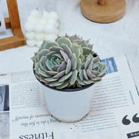 5'' Echeveria Lola, Rare Live Succulent Plants