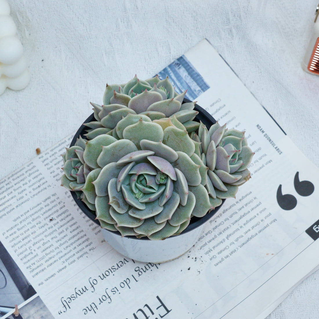 5'' Echeveria Lola, Rare Live Succulent Plants