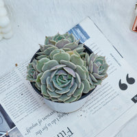 5'' Echeveria Lola, Rare Live Succulent Plants