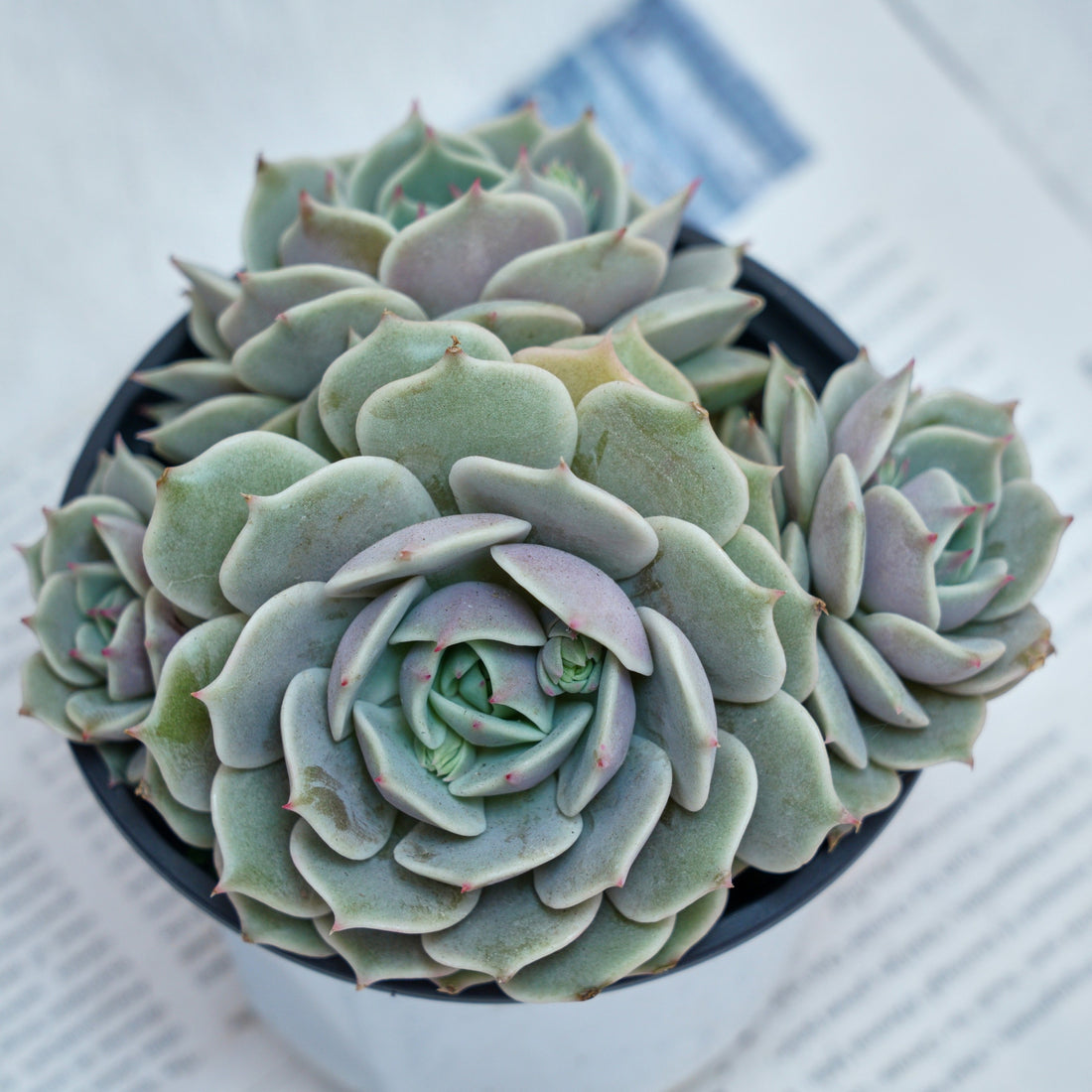 5'' Echeveria Lola, Rare Live Succulent Plants