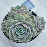 5'' Echeveria Lola, Rare Live Succulent Plants