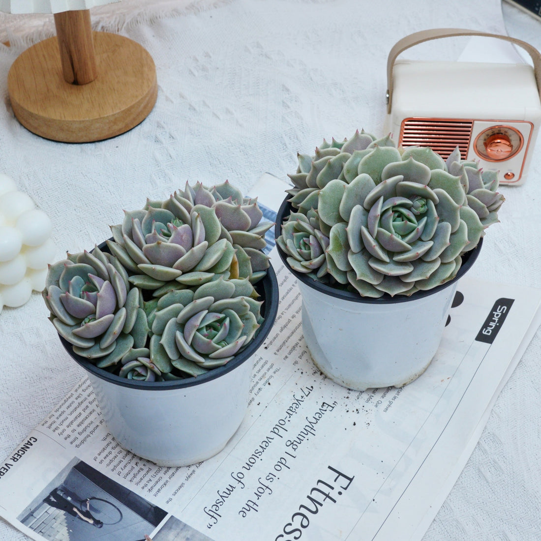 5'' Echeveria Lola, Rare Live Succulent Plants