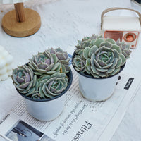 5'' Echeveria Lola, Rare Live Succulent Plants