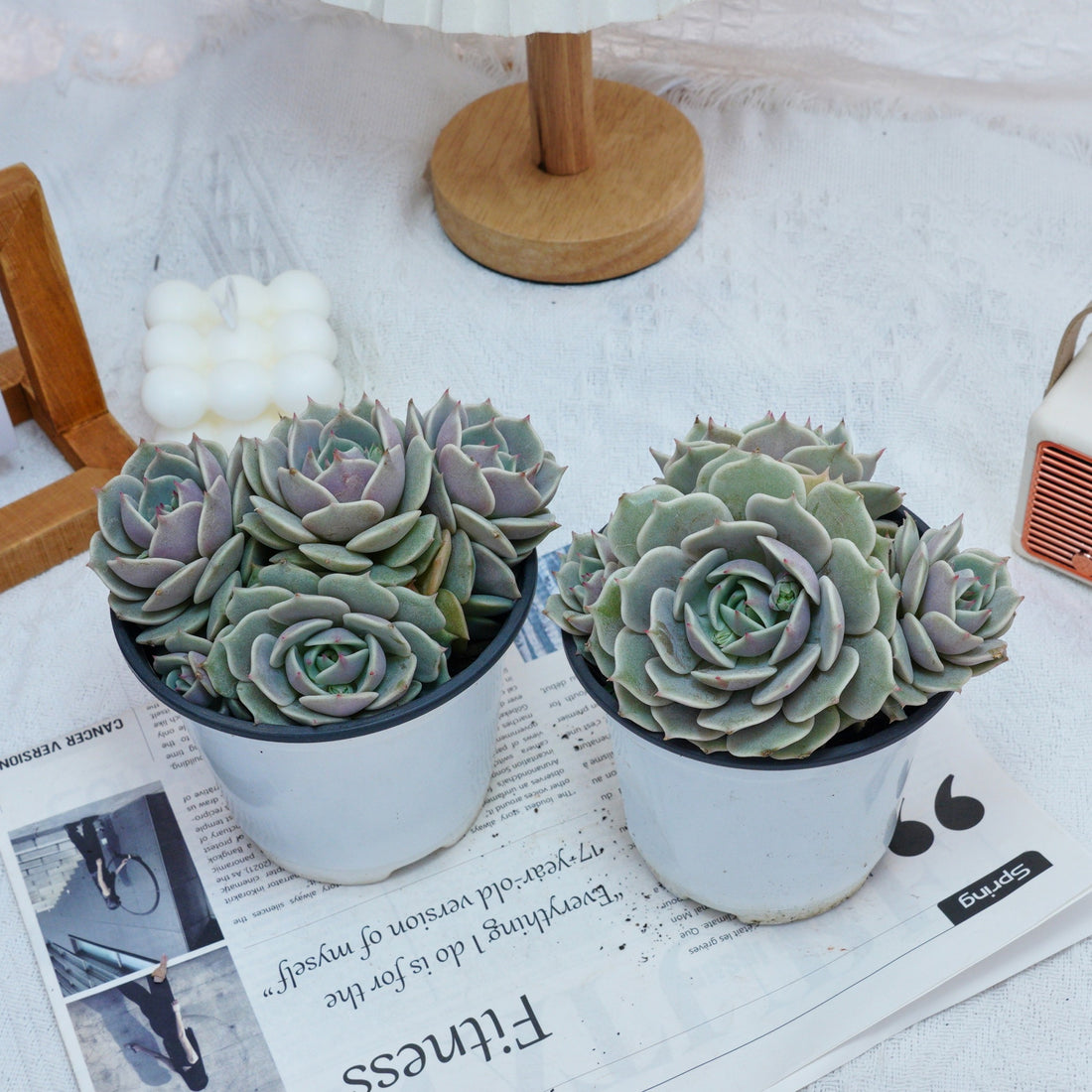 5'' Echeveria Lola, Rare Live Succulent Plants