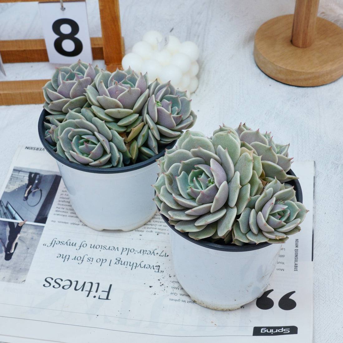 5'' Echeveria Lola, Rare Live Succulent Plants