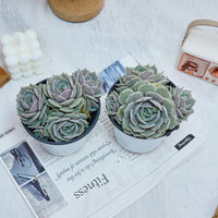 5'' Echeveria Lola, Rare Live Succulent Plants