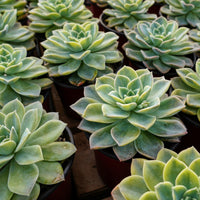 5'' Graptoveria Harry Watson Variegated, Rare Live Succulent Plants