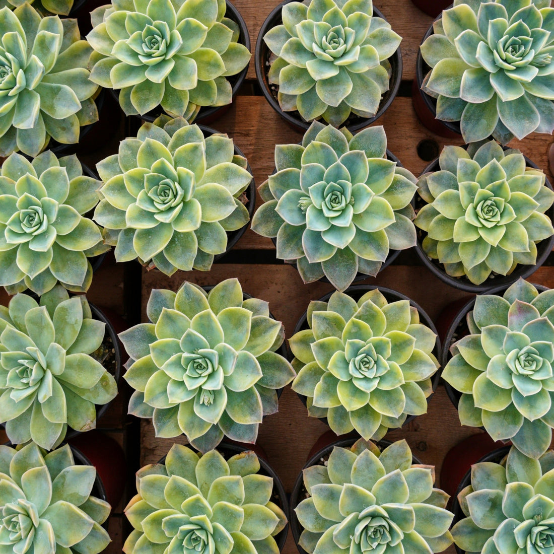 5'' Graptoveria Harry Watson Variegated, Rare Live Succulent Plants
