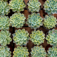 5'' Graptoveria Harry Watson Variegated, Rare Live Succulent Plants