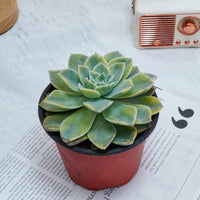 5'' Graptoveria Harry Watson Variegated, Rare Live Succulent Plants