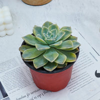 5'' Graptoveria Harry Watson Variegated, Rare Live Succulent Plants