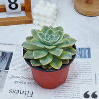 5'' Graptoveria Harry Watson Variegated, Rare Live Succulent Plants