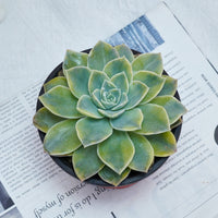5'' Graptoveria Harry Watson Variegated, Rare Live Succulent Plants