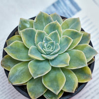 5'' Graptoveria Harry Watson Variegated, Rare Live Succulent Plants