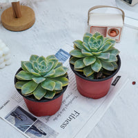 5'' Graptoveria Harry Watson Variegated, Rare Live Succulent Plants