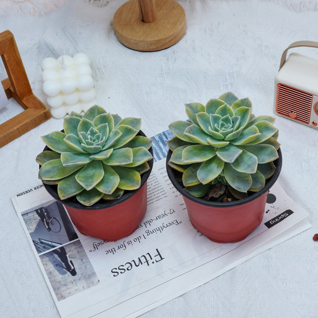 5'' Graptoveria Harry Watson Variegated, Rare Live Succulent Plants