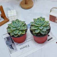 5'' Graptoveria Harry Watson Variegated, Rare Live Succulent Plants