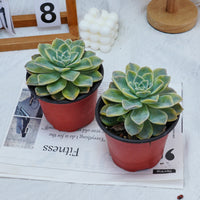 5'' Graptoveria Harry Watson Variegated, Rare Live Succulent Plants