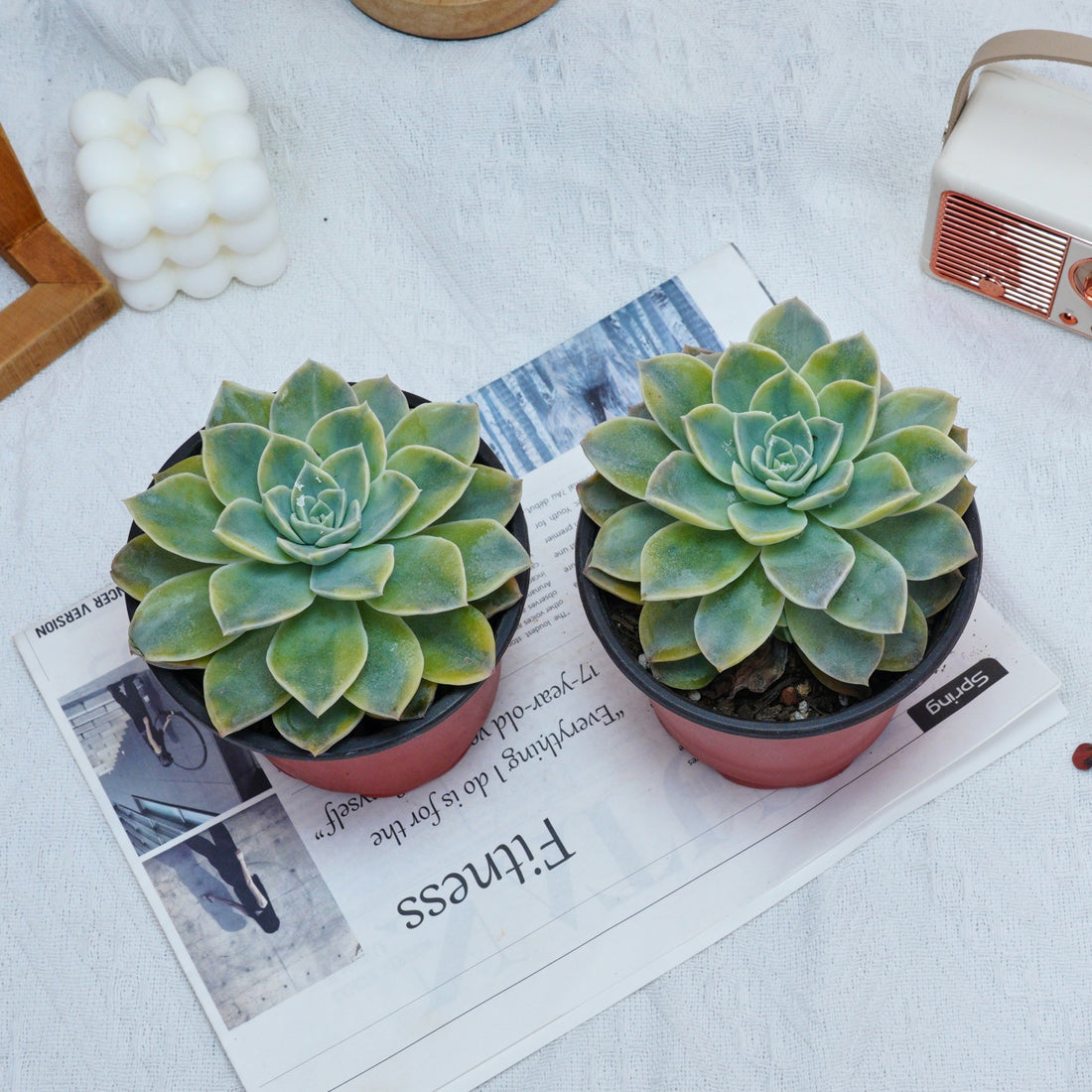 5'' Graptoveria Harry Watson Variegated, Rare Live Succulent Plants