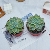 5'' Graptoveria Harry Watson Variegated, Rare Live Succulent Plants