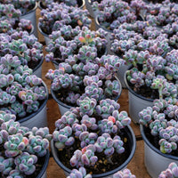 4'' Sedum Comixtum, Rare Live Succulent Plants