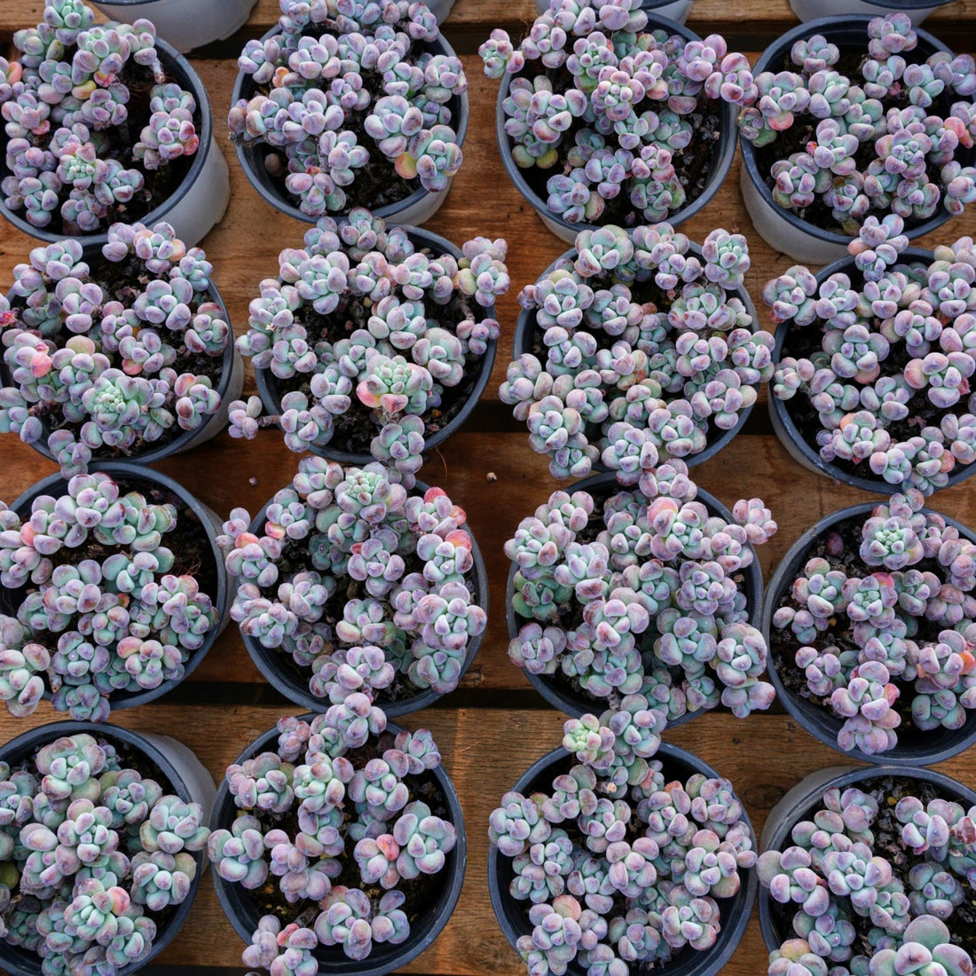 4'' Sedum Comixtum, Rare Live Succulent Plants