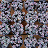 4'' Sedum Comixtum, Rare Live Succulent Plants