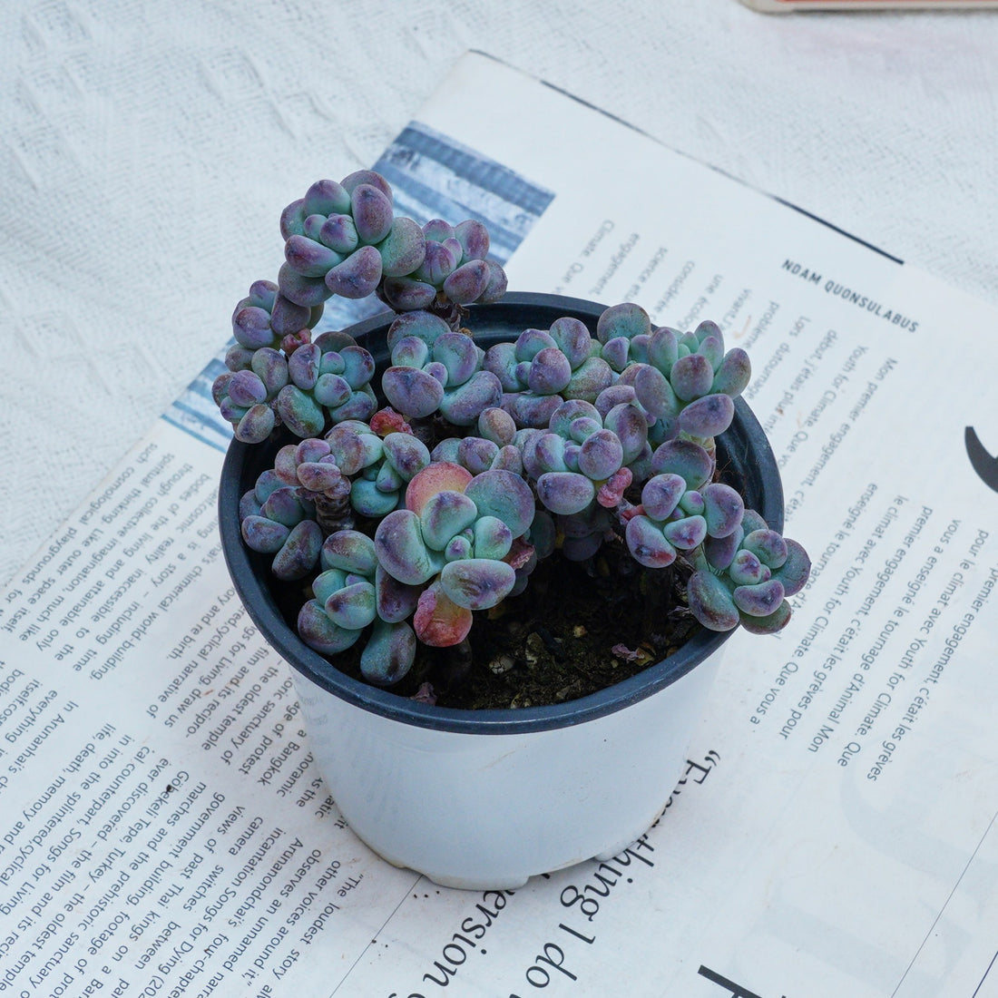 4'' Sedum Comixtum, Rare Live Succulent Plants