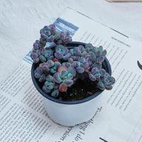 4'' Sedum Comixtum, Rare Live Succulent Plants