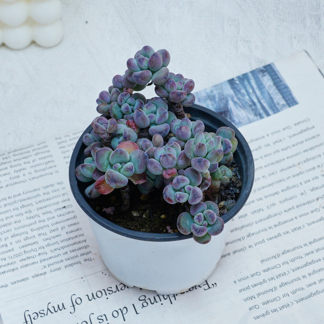 4'' Sedum Comixtum, Rare Live Succulent Plants