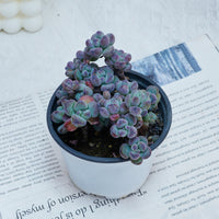 4'' Sedum Comixtum, Rare Live Succulent Plants