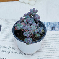 4'' Sedum Comixtum, Rare Live Succulent Plants