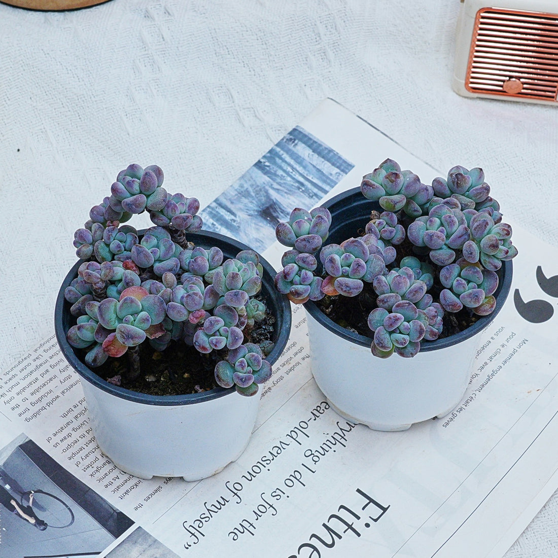 4'' Sedum Comixtum, Rare Live Succulent Plants