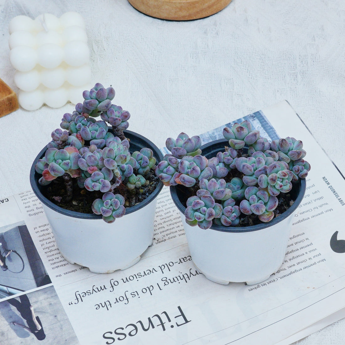 4'' Sedum Comixtum, Rare Live Succulent Plants