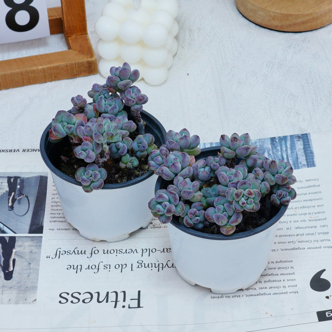 4'' Sedum Comixtum, Rare Live Succulent Plants