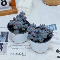 4'' Sedum Comixtum, Rare Live Succulent Plants