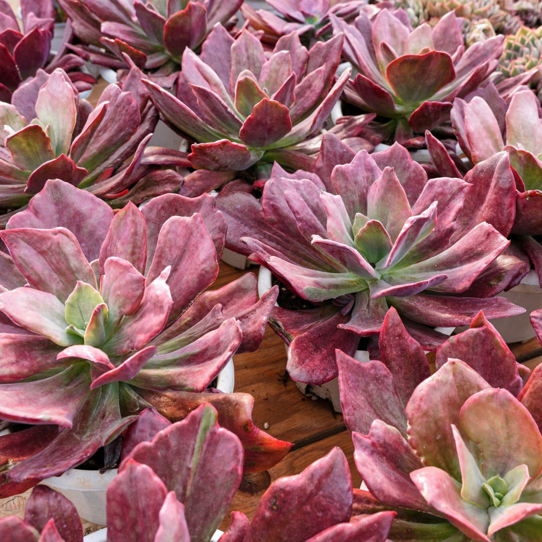 8'' Echeveria Diamond Variegated, Rare Live Succulent Plants