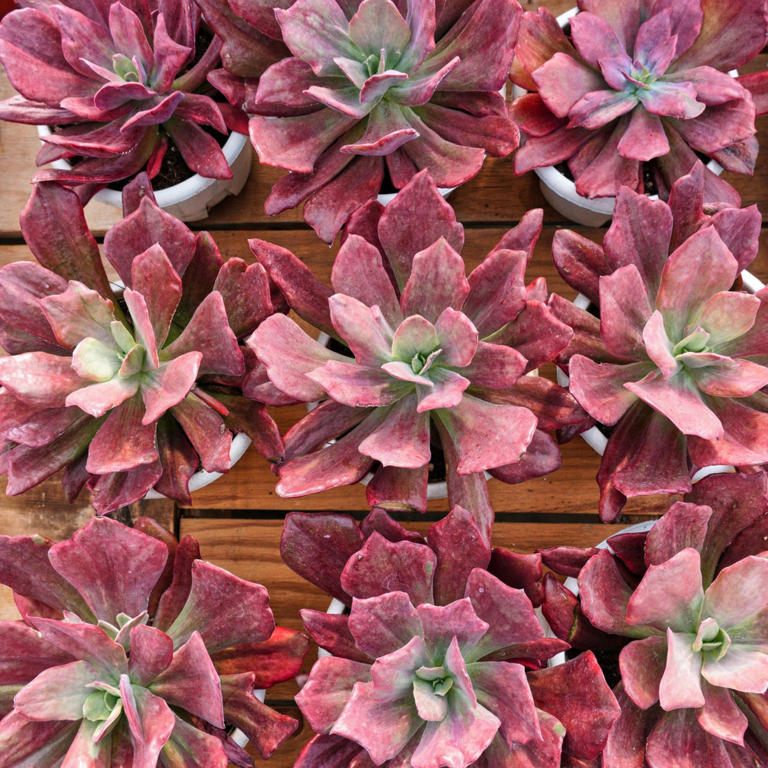 8'' Echeveria Diamond Variegated, Rare Live Succulent Plants