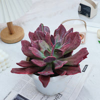 8'' Echeveria Diamond Variegated, Rare Live Succulent Plants