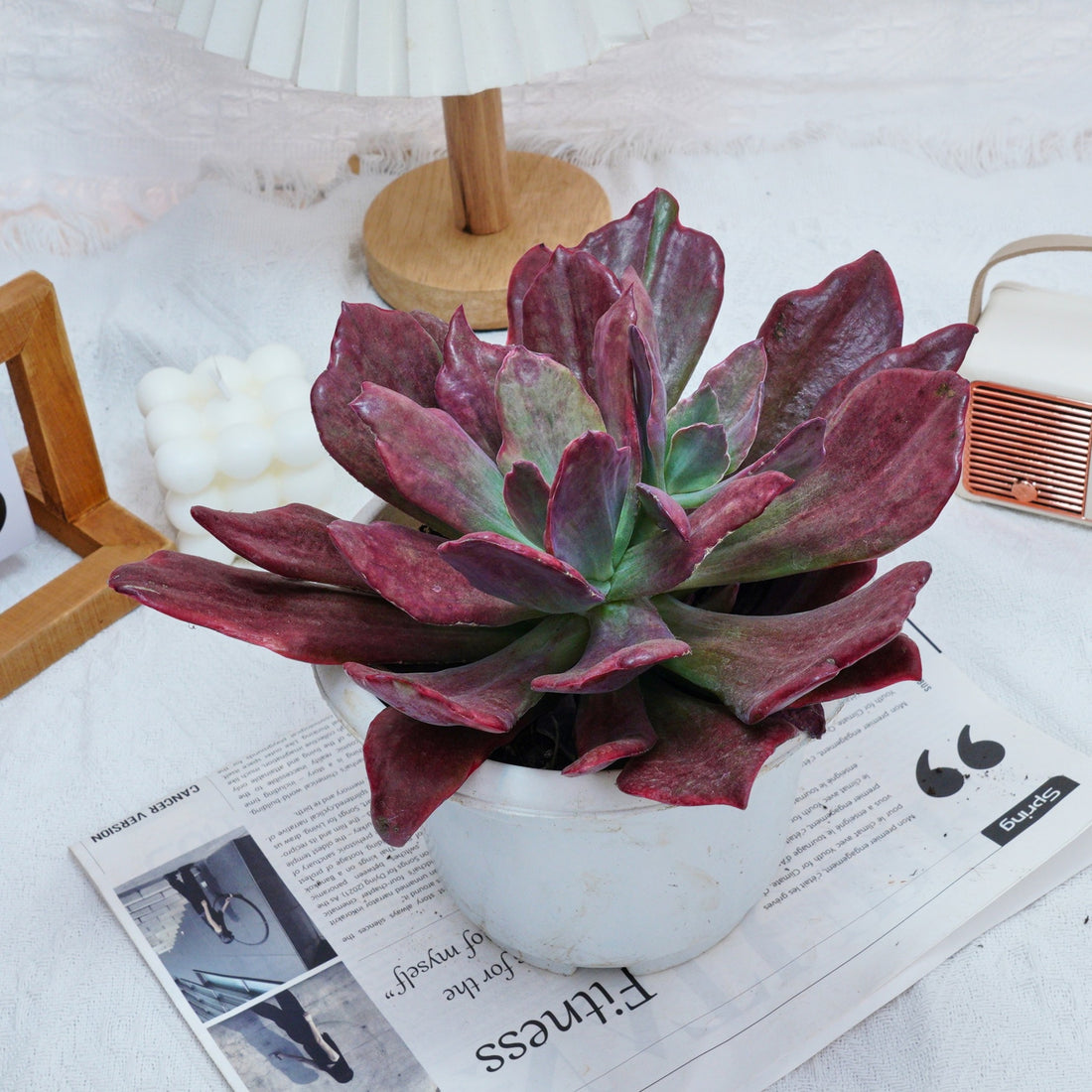 8'' Echeveria Diamond Variegated, Rare Live Succulent Plants