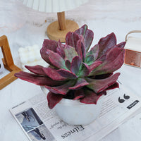 8'' Echeveria Diamond Variegated, Rare Live Succulent Plants