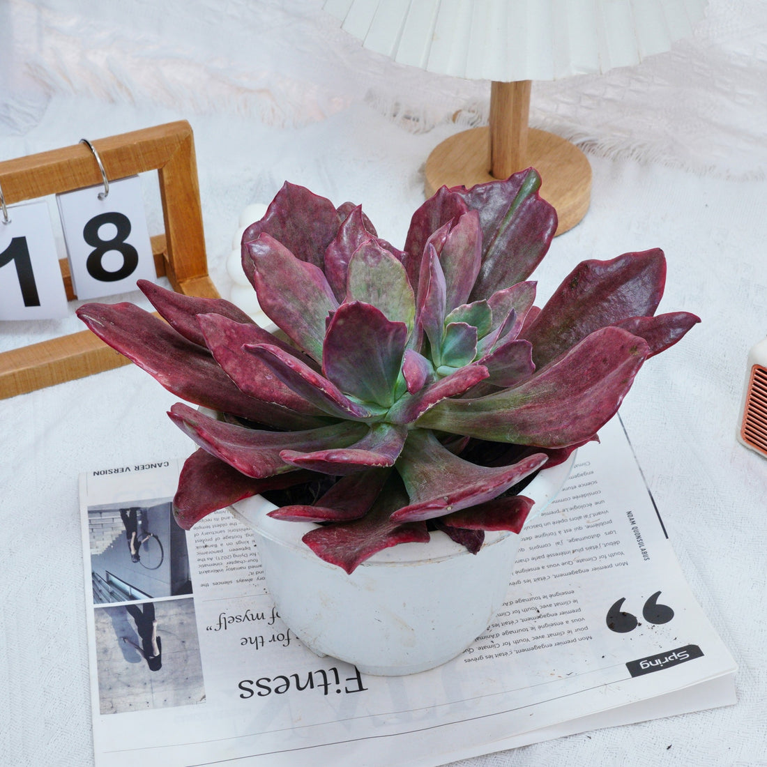 8'' Echeveria Diamond Variegated, Rare Live Succulent Plants