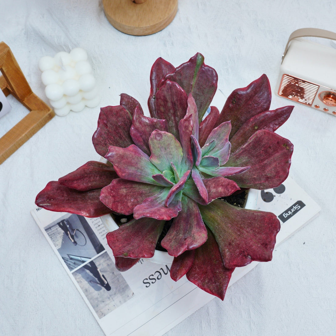 8'' Echeveria Diamond Variegated, Rare Live Succulent Plants