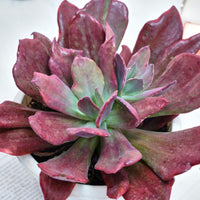 8'' Echeveria Diamond Variegated, Rare Live Succulent Plants