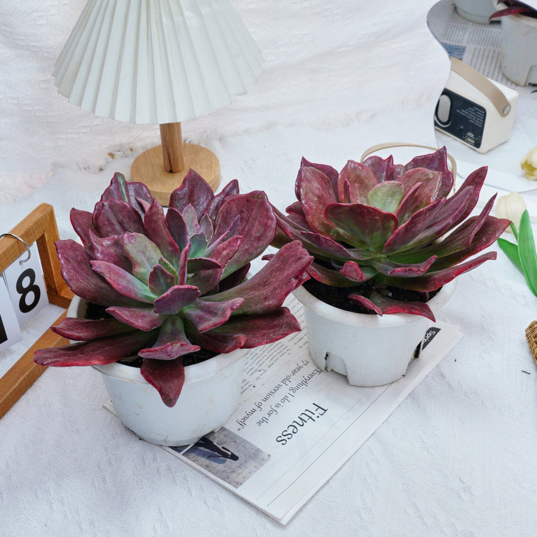 8'' Echeveria Diamond Variegated, Rare Live Succulent Plants