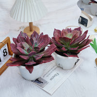 8'' Echeveria Diamond Variegated, Rare Live Succulent Plants