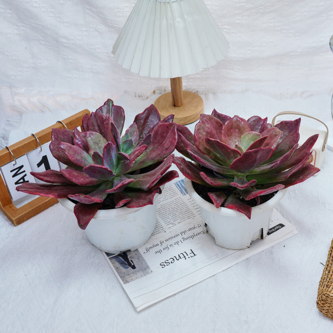 8'' Echeveria Diamond Variegated, Rare Live Succulent Plants